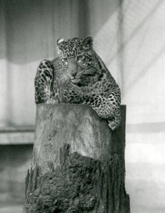 En leopard liggende på toppen af en træstub, London Zoo af Frederick William Bond