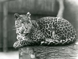 En leopard hviler på en bjælke i London Zoo i 1929 (s/h-billede) af Frederick William Bond