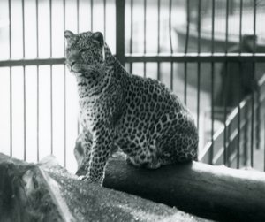 En leopard siddende på en bjælke i dens indhegning i London Zoo, september 1925 af Frederick William Bond