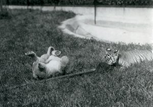 En løve- og tigerunge leger med en moppe på græsset ved en pool, London Zoo, september 1925 af Frederick William Bond