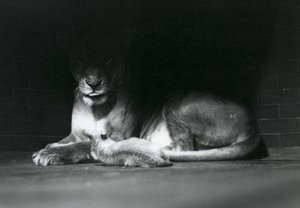En løveunge ligger ned med sin mor i skyggen af bagsiden af deres indhegning, London Zoo, oktober 1925 af Frederick William Bond