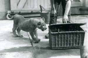 En løveunge ser på en tigerunge i en flettet kurv, som en vogter åbner, London Zoo, september 1925 af Frederick William Bond