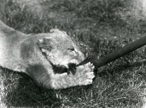 En løveunge leger med en moppe, holdt af sin vogter, på græsset foran sin hule, London Zoo, september 1925 af Frederick William Bond