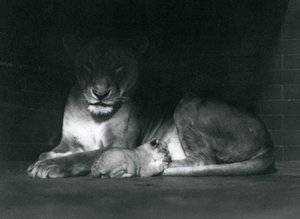 En løvinde og unge, der ligger i skyggen af bagsiden af deres indhegning, London Zoo, oktober 1925 af Frederick William Bond