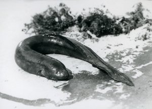En lungefisk hviler ude af vandet i London Zoo i september 1928 af Frederick William Bond