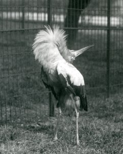 En Maguari-stork, der udfører op-ned-visningen, London Zoo, juli 1925 af Frederick William Bond