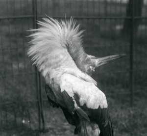 En Maguari-stork, der udfører op-ned-visningen, London Zoo, juli 1925 af Frederick William Bond
