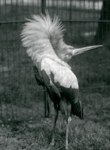 En Maguari-stork, der udfører op-ned-visningen, London Zoo, juli 1925 af Frederick William Bond