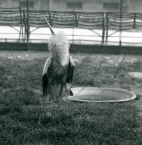 En Maguari-stork udfører op- og nedadgående opvisning, mens den står på græs ved siden af et lille betonbassin, London Zoo, juli 1925 (s/h-foto) af Frederick William Bond