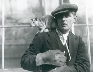 En madagaskisk kæmperotte sidder på skulderen af sin vogter, London Zoo af Frederick William Bond