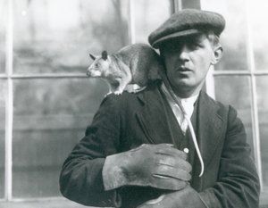 En madagaskisk kæmperotte sidder på skulderen af sin vogter, London Zoo, 1924