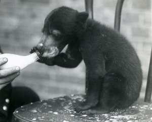 En malaysisk eller solbjørnunge, der sidder på en stol, mens den bliver fodret med flaske af sin dyrepasser i London Zoo, 1920