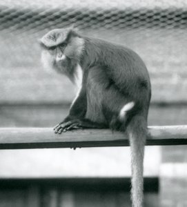 En Mona-abe, der sidder på en vandret pæl i sin indhegning i London Zoo i september 1925 af Frederick William Bond