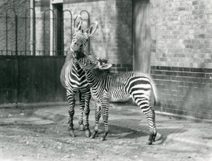 En bjergzebra og hendes føl i London Zoo i 1929 (s/h foto) af Frederick William Bond