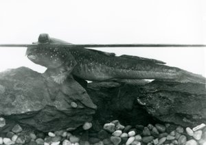 En mudderskipper, hvilende på nedsænkede klipper, med øjnene over vandet, London Zoo af Frederick William Bond