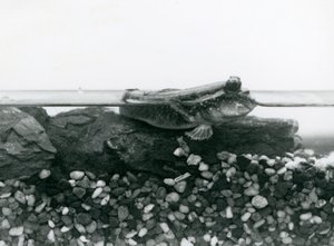 En mudderskipper, hvilende på nedsænkede klipper, med øjnene over vandet, London Zoo af Frederick William Bond
