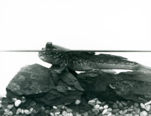 En mudderskipper, hvilende på nedsænkede klipper, med øjnene over vandet, London Zoo af Frederick William Bond