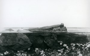 En mudderskipper, hvilende på neddykkede klipper, med den øverste halvdel af kroppen over vandet, London Zoo af Frederick William Bond