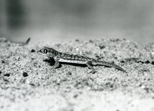 En Namib-sandgecko/webfodsgecko stående på sand, London Zoo, september 1928 (s/h foto) af Frederick William Bond