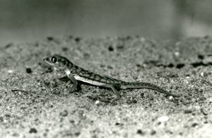 En Namib-sandgekko/webfodet gekko stående på sand, London Zoo, september 1928 (s/h-billede) af Frederick William Bond