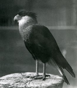 En Northern Crested Caracara i London Zoo, før 1930 af Frederick William Bond