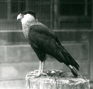 En Northern Crested Caracara stående på en træstamme i London Zoo, september 1925 af Frederick William Bond