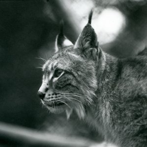 A Northern Lynx i London Zoo, juli 1925 af Frederick William Bond