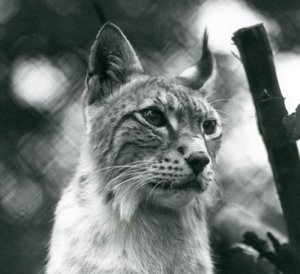 A Northern Lynx i London Zoo, juli 1925 af Frederick William Bond