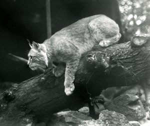 En Northern Lynx læner sig ned fra en gren, London Zoo, oktober 1925 af Frederick William Bond