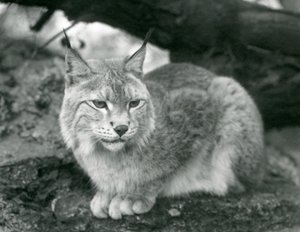 En nordlig los sidder på en sten, London Zoo, oktober 1925 af Frederick William Bond