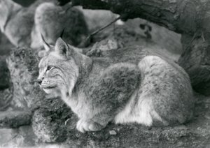 En Northern Lynx sidder på en klippe, London Zoo, oktober 1925 af Frederick William Bond