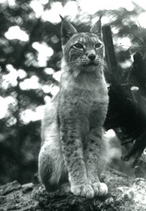 En Northern Lynx sidder oppe i London Zoo, juli 1925 af Frederick William Bond