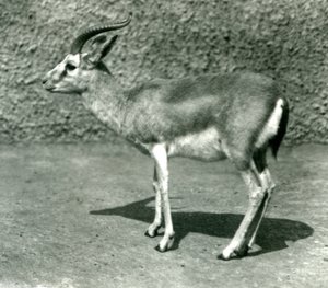 En persisk gazelle i London Zoo i juni 1925 af Frederick William Bond