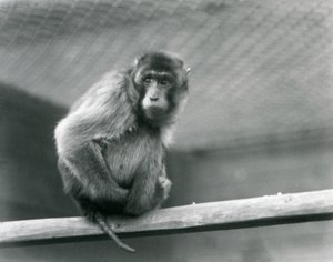 En grisehalemakak sidder på en siddepinde i sin indhegning i London Zoo (s/h foto) af Frederick William Bond