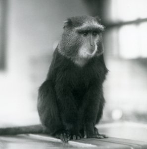 En Pluto-abe eller blå abe, der sidder på en bænk i London Zoo af Frederick William Bond