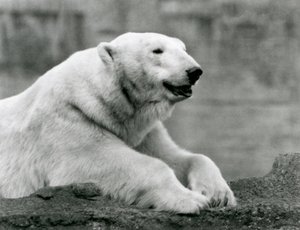 En isbjørn hviler på en klippeafsats i London Zoo i 1931 (s/h foto) af Frederick William Bond
