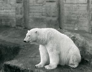 En isbjørn sidder på en klippeside i London Zoo i september 1927 af Frederick William Bond