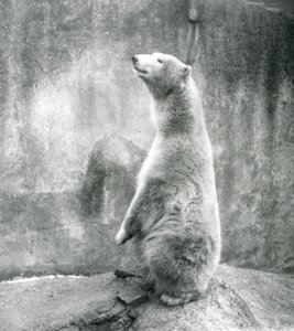 En isbjørn, der sidder op på sine lænder i London Zoo i 1929 (s/h-foto) af Frederick William Bond