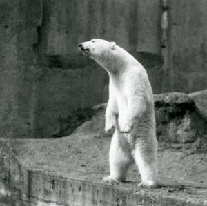 En isbjørn, der står højt på bagbenene, ved kanten af dens indhegning på Mappin Terraces, London Zoo