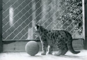 En Puma killing, med en bold, kigger ud af dens indhegning, London Zoo, 1923 af Frederick William Bond