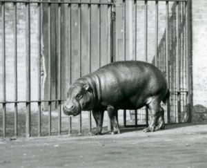 En pygmæflodhest i London Zoo i 1927 af Frederick William Bond