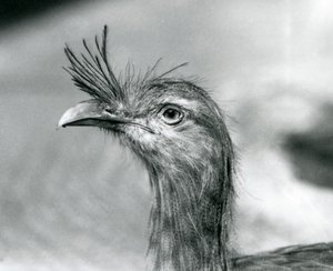 En rødbenet seriema i London Zoo i 1929 (s/h-billede) af Frederick William Bond