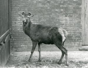 En kronhjort med spirende gevirer, London Zoo, august 1928 (s/h-foto) af Frederick William Bond