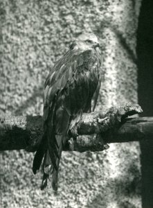 En rød glente siddende på en gren i London Zoo i 1924 af Frederick William Bond
