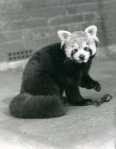 En rød panda sidder i London Zoo, 1917. af Frederick William Bond