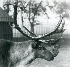 En rensdyrhjort, der fælder fløjl fra sit gevir, London Zoo af Frederick William Bond