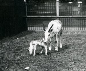 Et rensdyr med sin kalv i London Zoo, marts 1914 af Frederick William Bond
