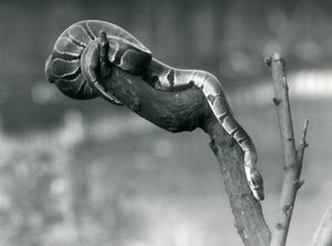 En RoyalBall Python på vej ned ad en gren i London Zoo i oktober 1925 af Frederick William Bond
