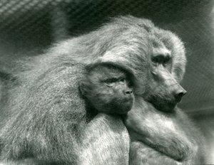 En hellig bavian med sine unger i London Zoo, juli 1924 af Frederick William Bond