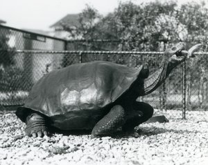 En saddleback, Galapagos-skildpadde, der fodres med en banan på en pind (s/h-billede) af Frederick William Bond